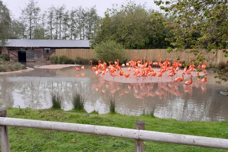 Smiths minor groundworks ponds