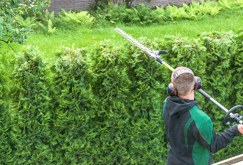 Hedge trimming Smiths