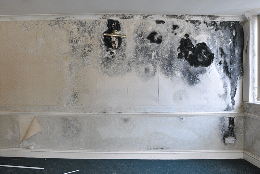 black mould on damp wall