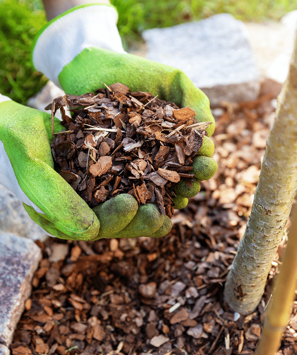 A pile of mulch in gloved hands