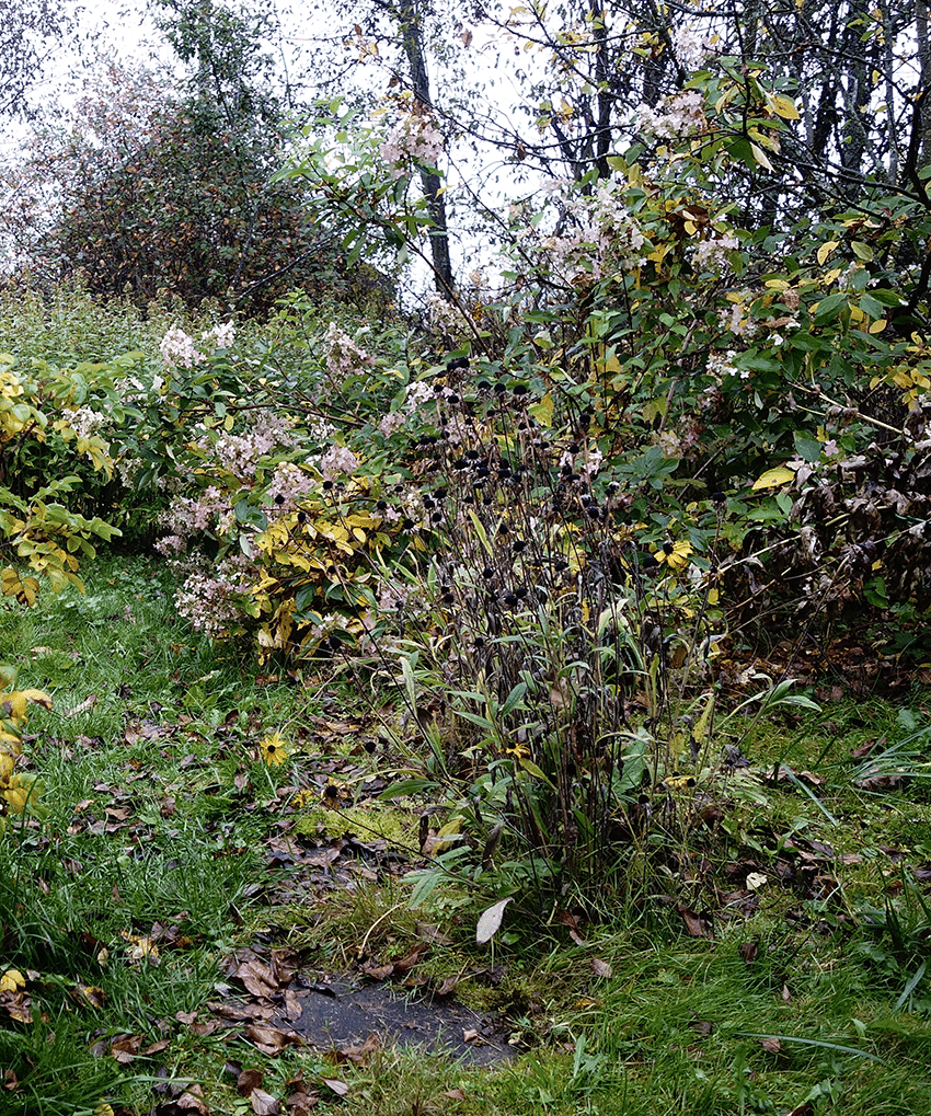 Garden hedges and trees in the autumn winter season