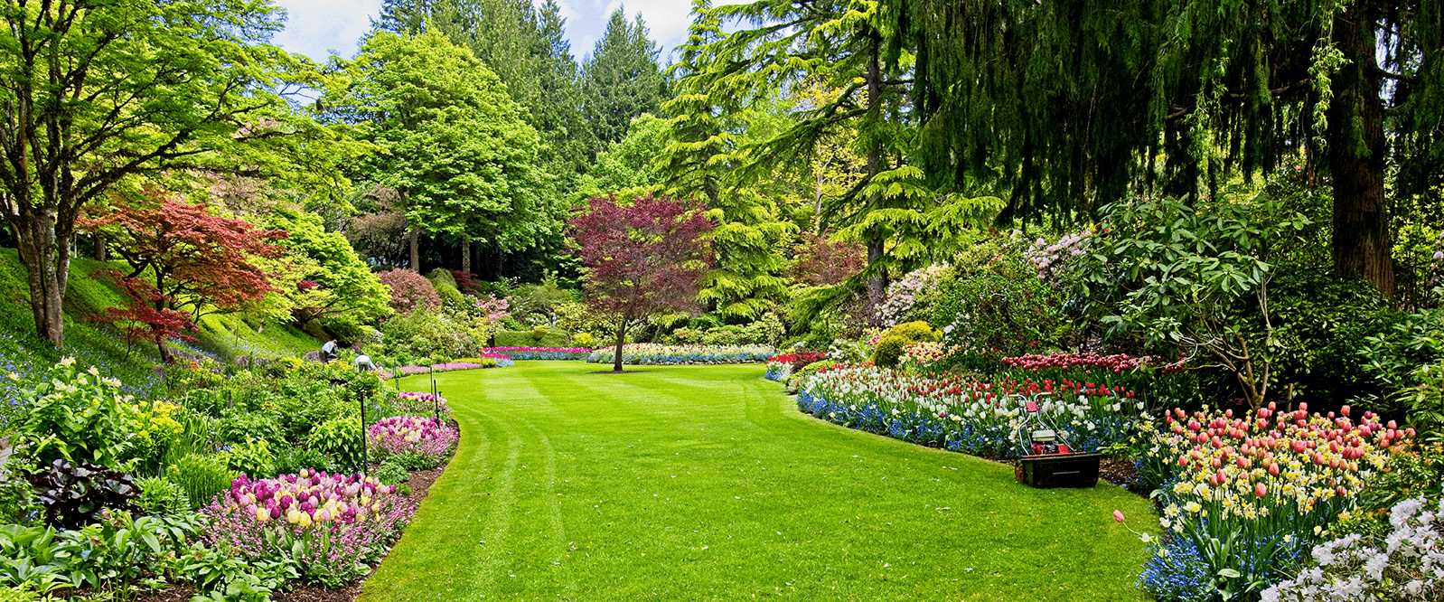 A neat and tidy garden