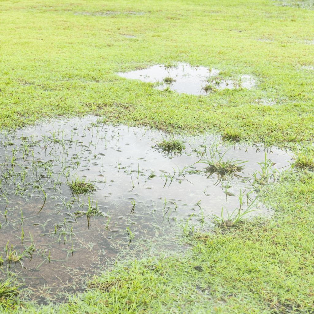 garden lawn flooded due to poor drainage